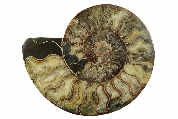 Large, Cut & Polished Ammonite Fossil (Half) - Madagascar #238790
